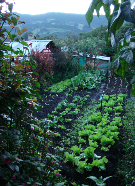 Coletivo Puente’s organic farm in Subachoque